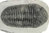 Large Phacopid (Drotops) Trilobite - Mrakib, Morocco #233835-2